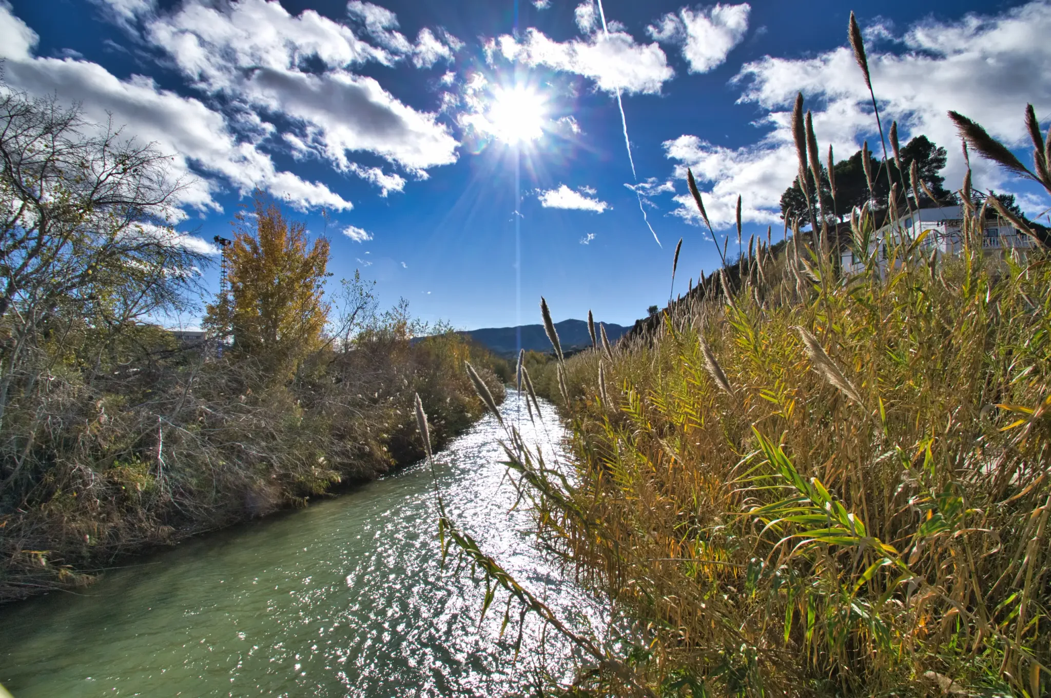 Segura River flowing through reeds near Abarán