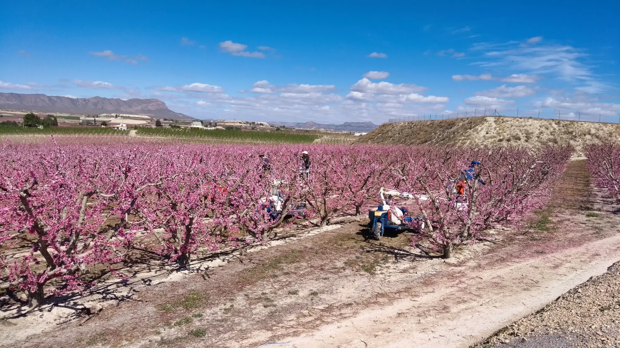 Personnes et machines agricoles parmi les rangées d'arbres fruitiers à fleurs roses à Cieza