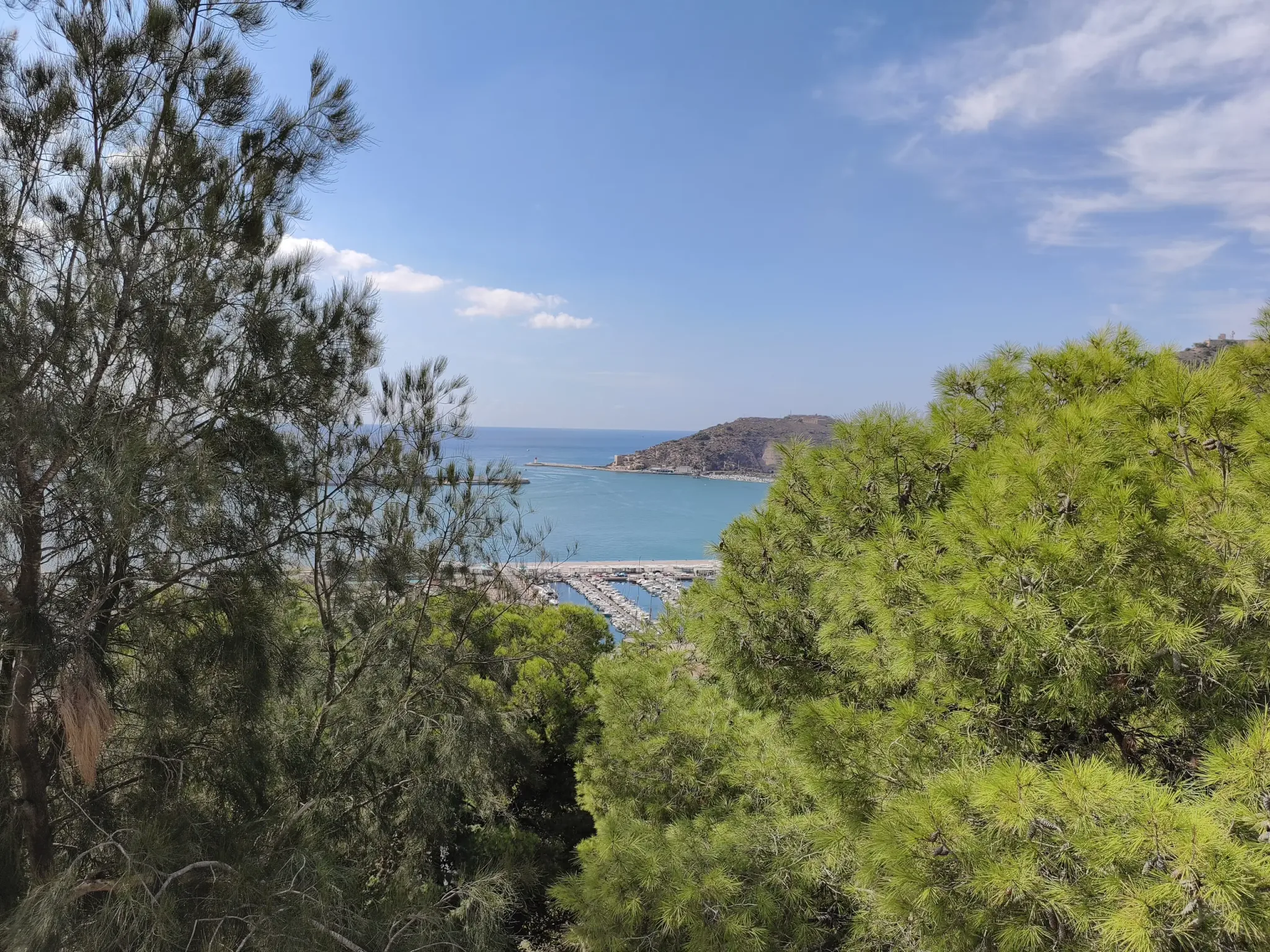 Cartagena harbour seen through the trees from Concepción Hill