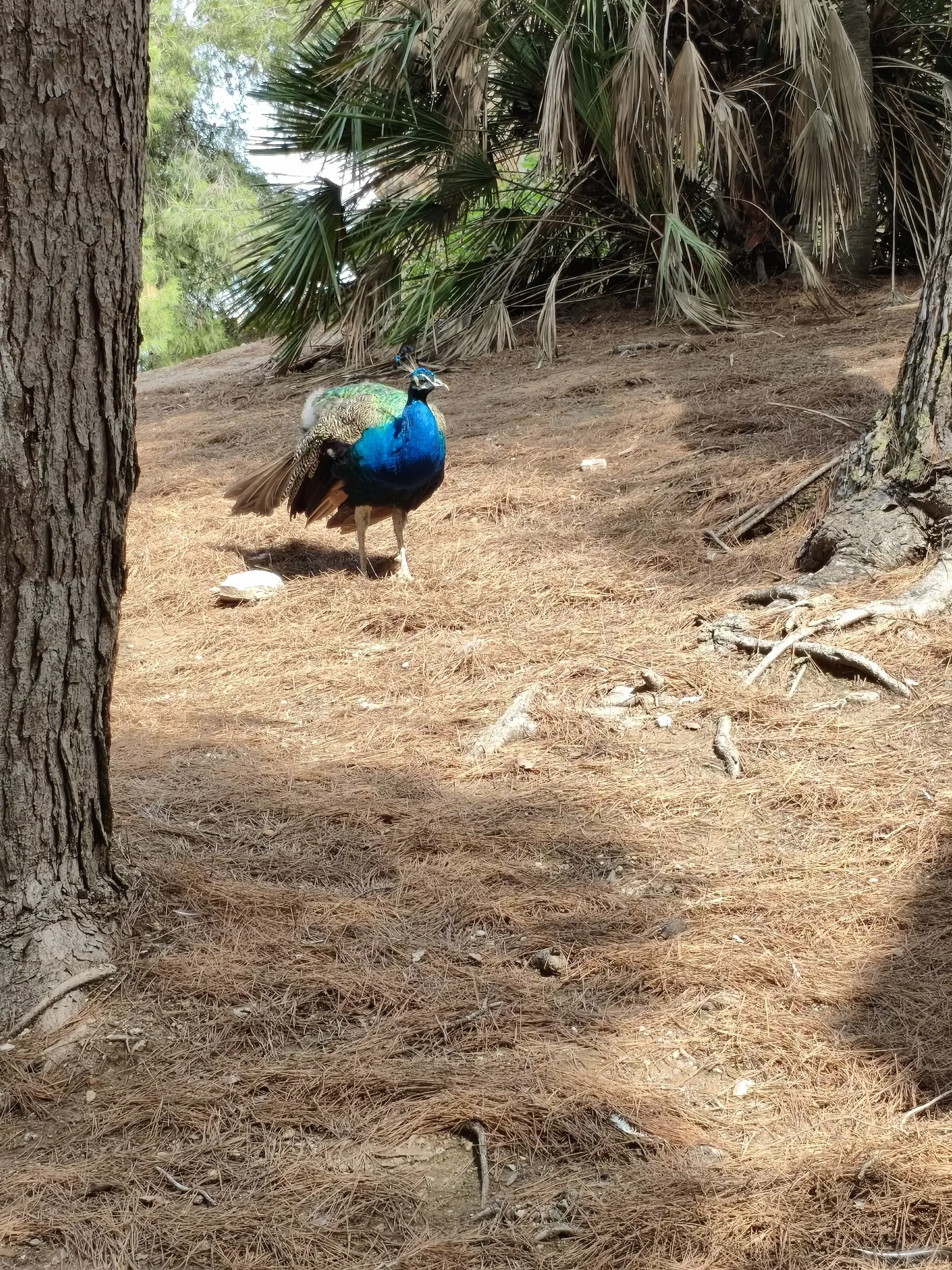 Peacock walking beneath the trees in Parque Torres