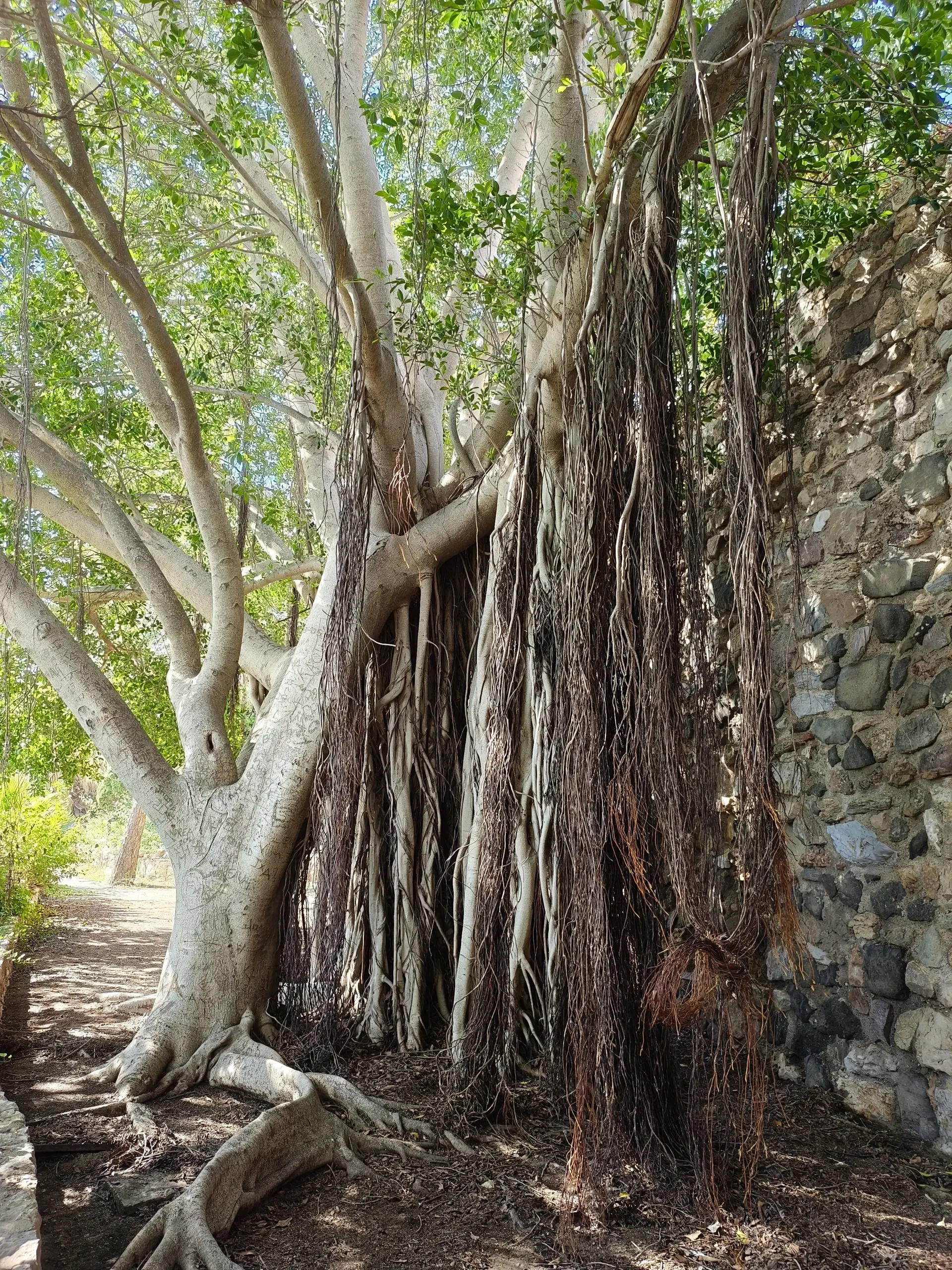 Large old tree beside a path in Parque Torres