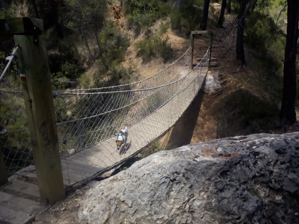 Dog crossing the suspension bridge on the Dinosaur Trail in Sierra Espuña