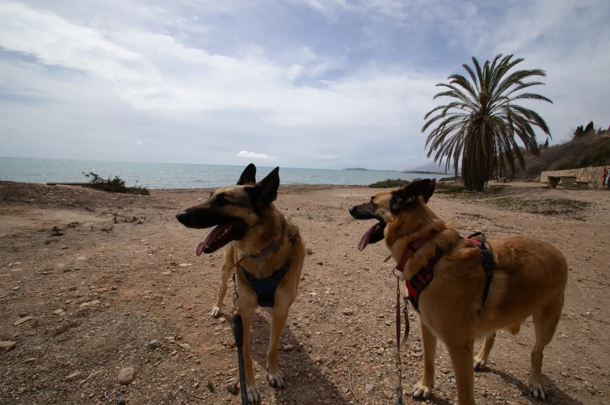 Two dogs on La Calera dog-friendly beach at La Azohía