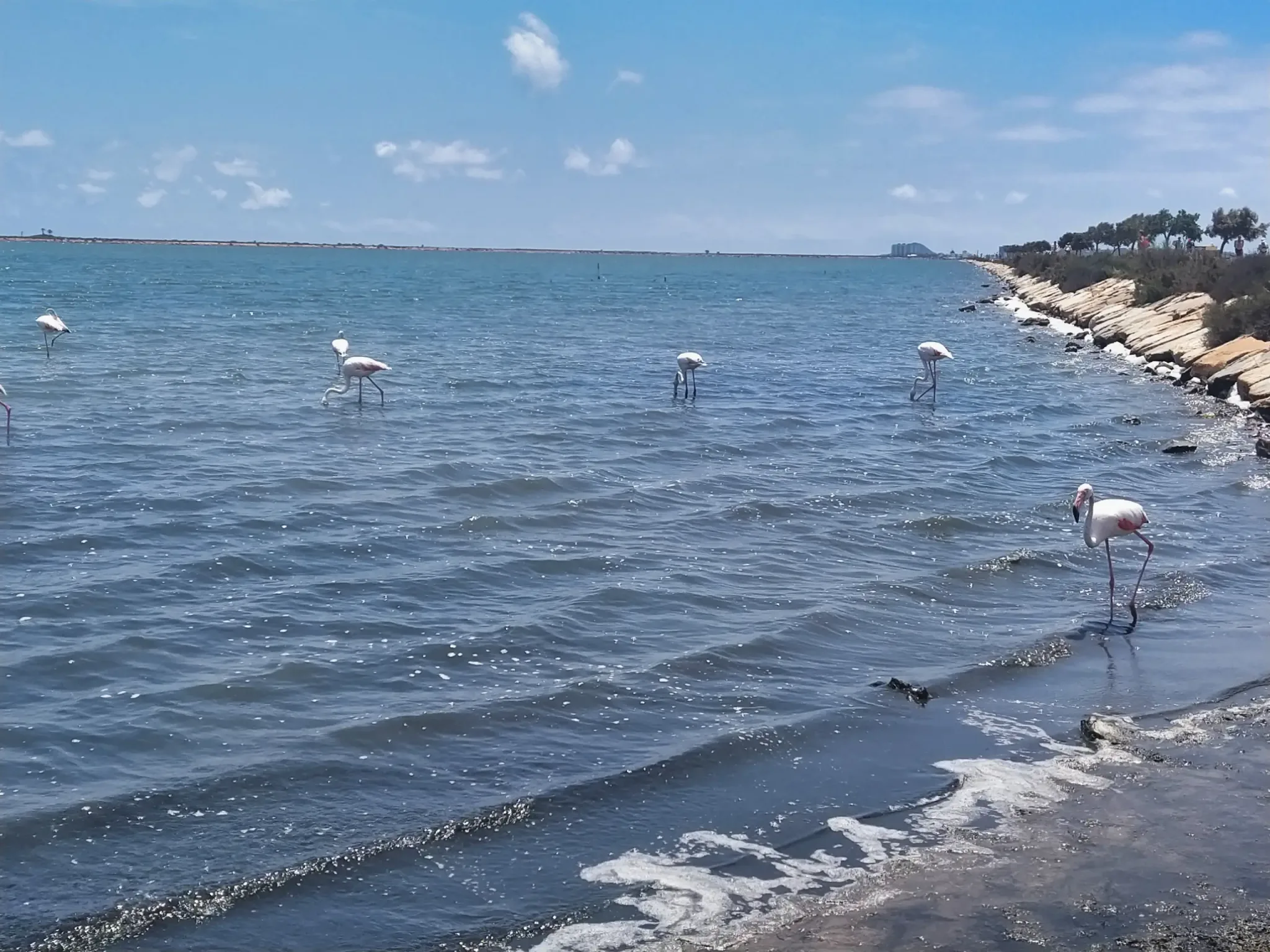 Flamingo's die in het water aan de modderbaden van San Pedro del Pinatar voeren