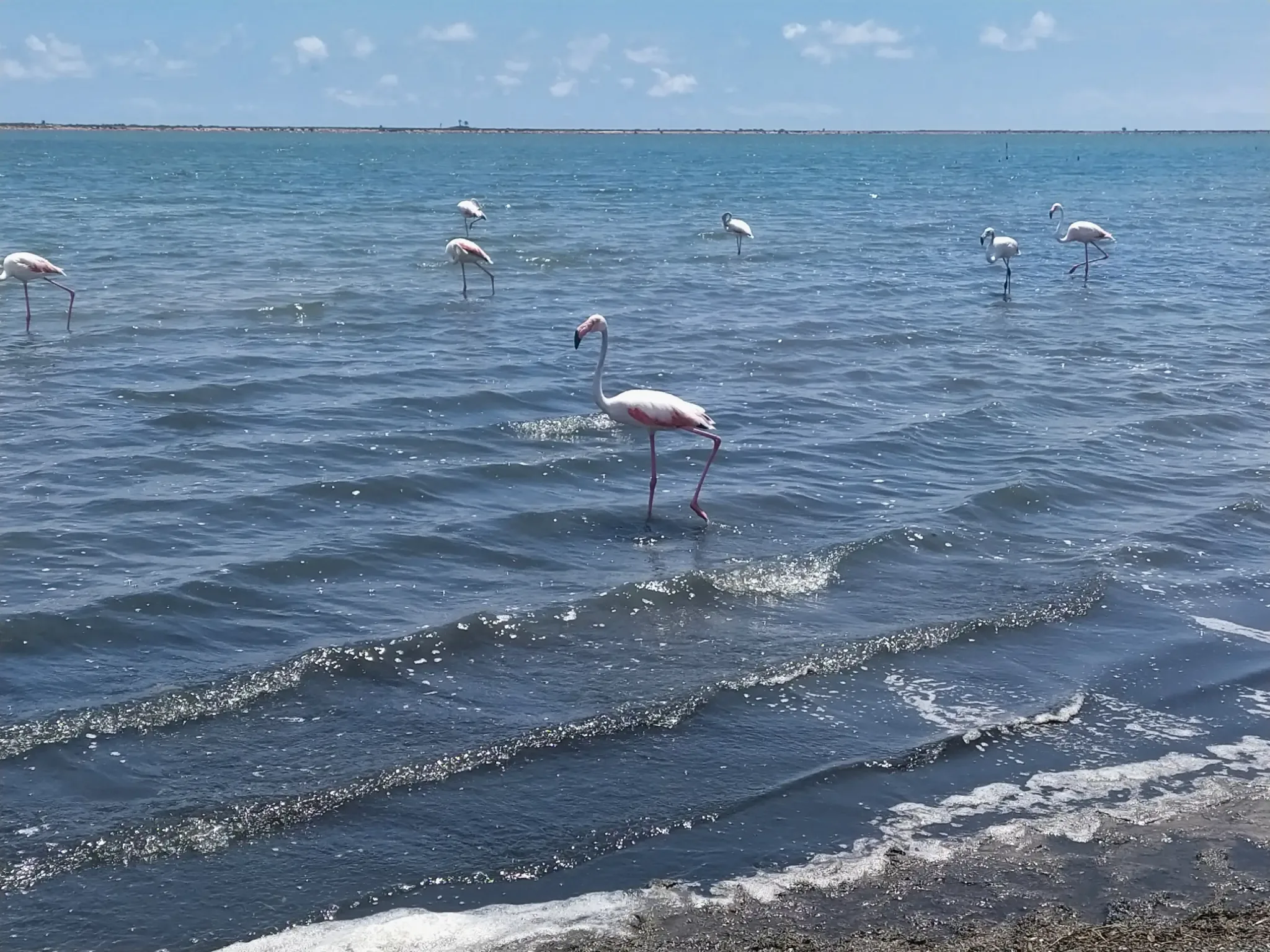 Een groep flamingo's in het ondiepe kustwater van San Pedro del Pinatar