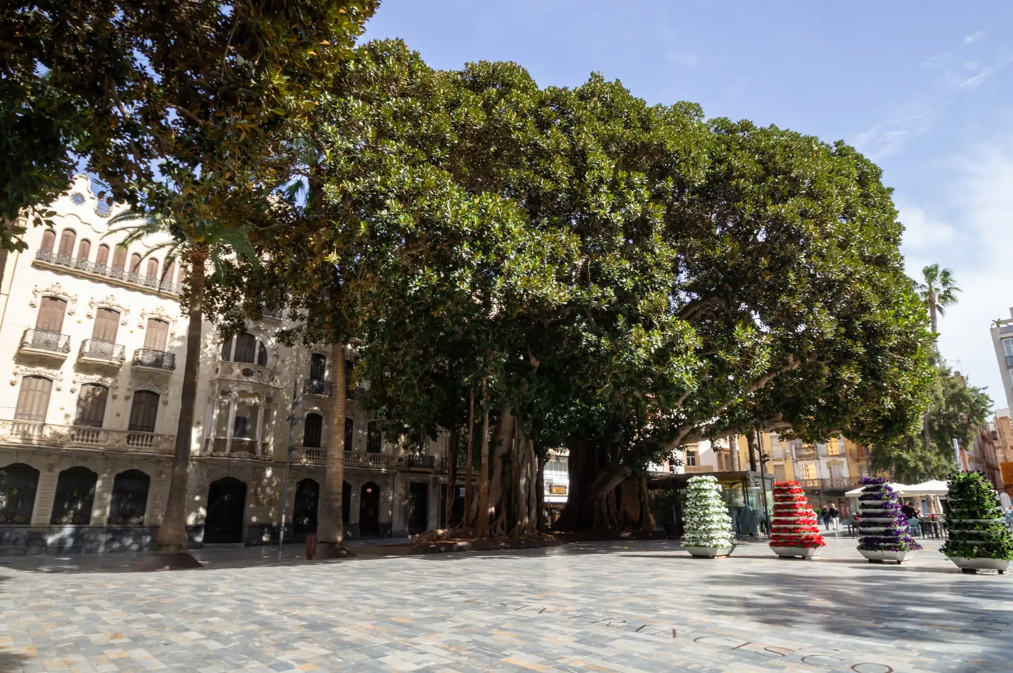 Plaza San Francisco bordée d'arbres à Cartagena, vue 3