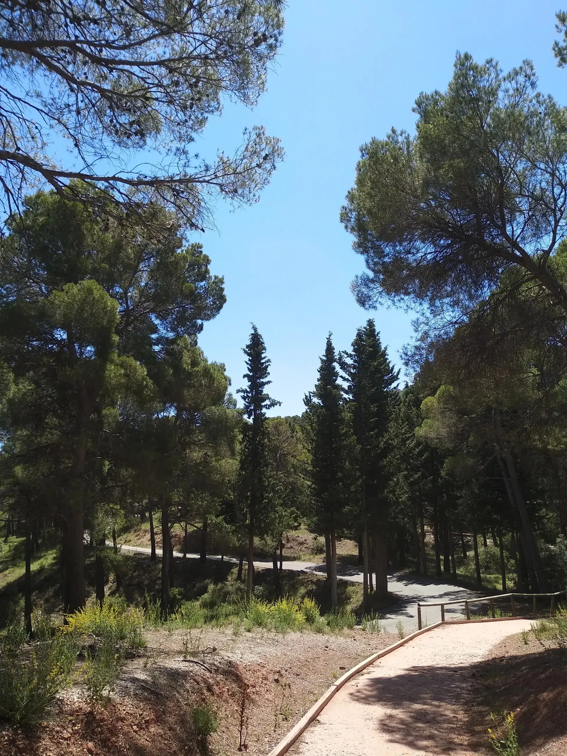 Camino pavimentado que serpentea entre pinos de Sierra Espuña