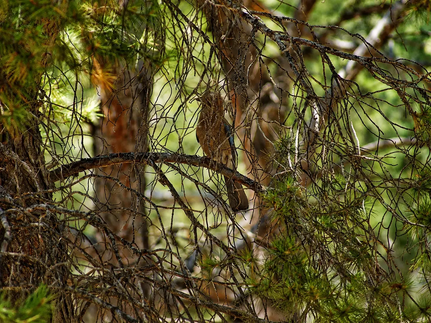 Pequeña ardilla medio escondida entre ramas de pino en Sierra Espuña