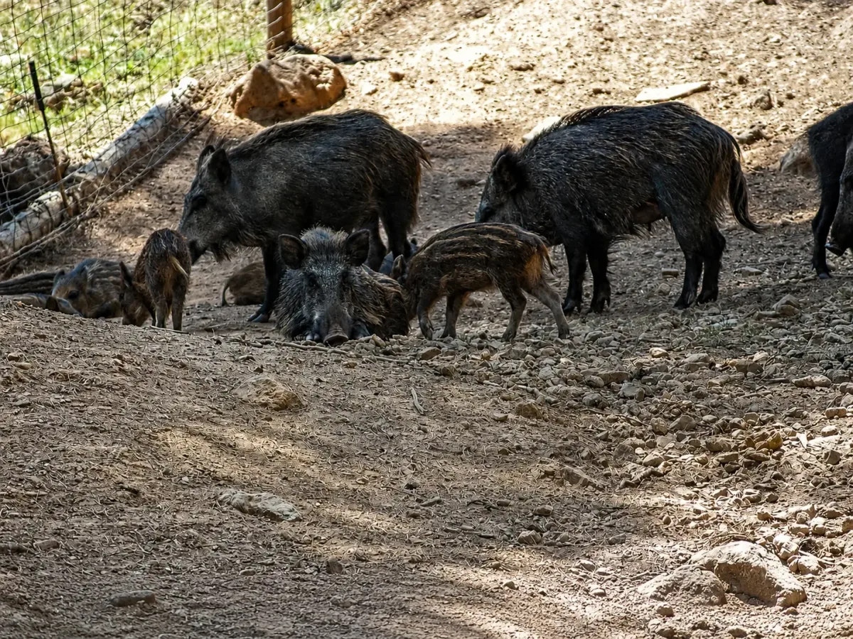 Grupo de jabalíes buscando alimento en el suelo del bosque de Sierra Espuña