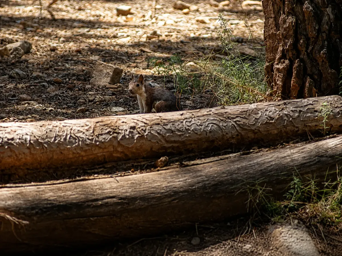 Ardilla junto a un tronco caído en Sierra Espuña