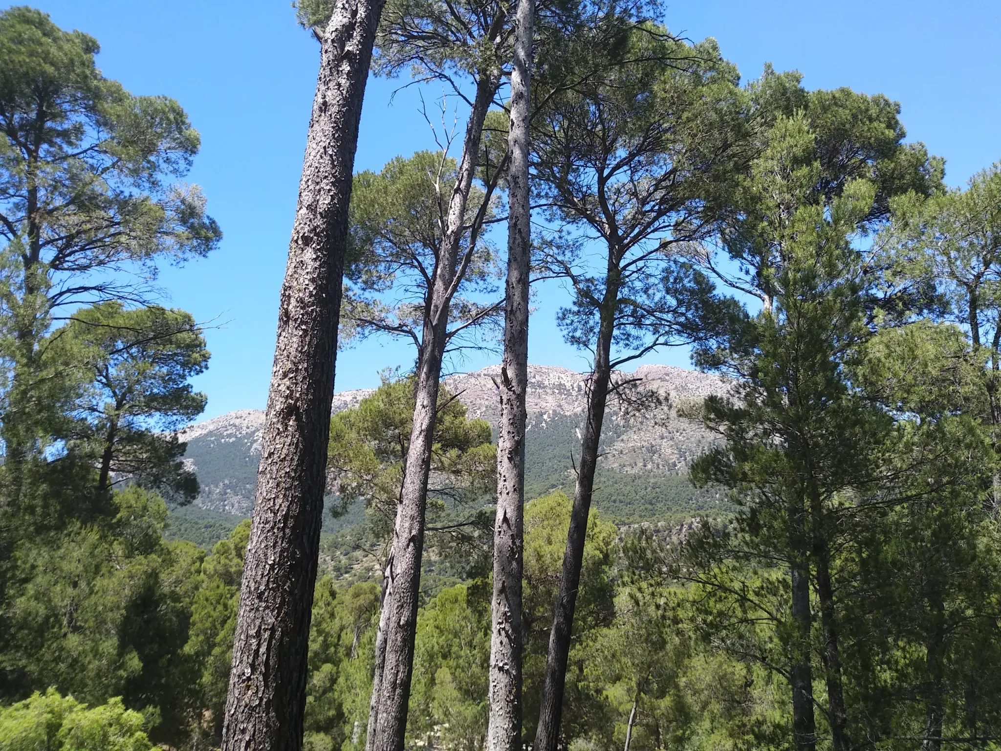 Altos pinos enmarcando una ladera rocosa en Sierra Espuña